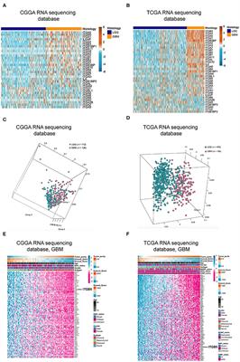 Integrin Beta 5 Is a Prognostic Biomarker and Potential Therapeutic Target in Glioblastoma